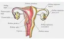 Kadın Üreme Organı Yapısı ve Görevleri Kadın Üreme Organı Yapısı ve Görevleri
