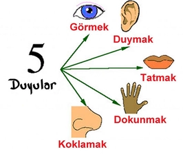 Duyu Organları Yapısı ve Görevleri