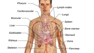 Organ Haritası Özellikleri ve Faydaları Nelerdir? Organ Haritası Özellikleri ve Faydaları Nelerdir?