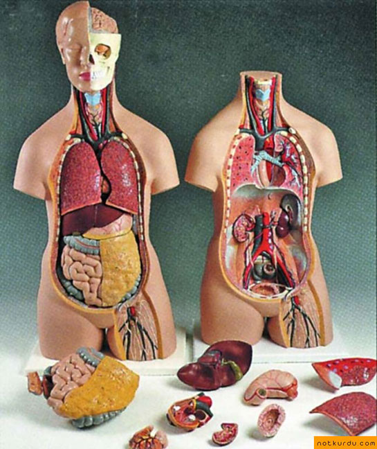 İnsan Organları