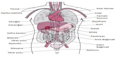 İnsan Vücudu İç Organları