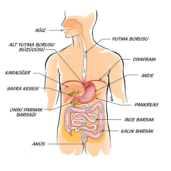 Sindirim Sistemi Organları